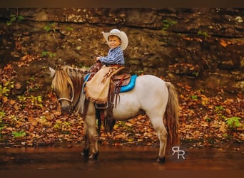 Más ponis/caballos pequeños, Caballo castrado, 4 años, 102 cm, Bayo