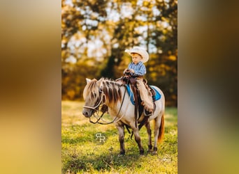 Más ponis/caballos pequeños, Caballo castrado, 4 años, 102 cm, Bayo