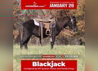 Más ponis/caballos pequeños, Caballo castrado, 4 años, 102 cm, Negro