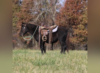 Más ponis/caballos pequeños, Caballo castrado, 4 años, 102 cm, Negro