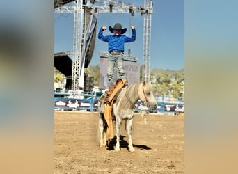 Más ponis/caballos pequeños, Caballo castrado, 4 años, 104 cm, Tordo