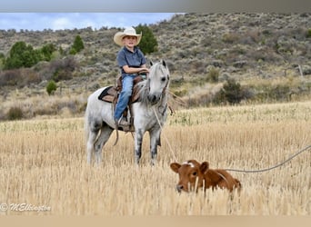 Más ponis/caballos pequeños, Caballo castrado, 4 años, 104 cm, Tordo