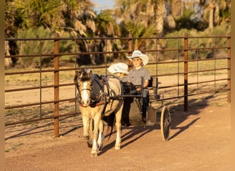 Más ponis/caballos pequeños, Caballo castrado, 4 años, 107 cm, Buckskin/Bayo