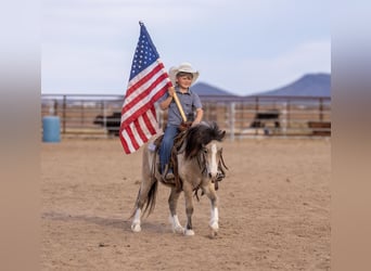 Más ponis/caballos pequeños, Caballo castrado, 4 años, 107 cm, Buckskin/Bayo
