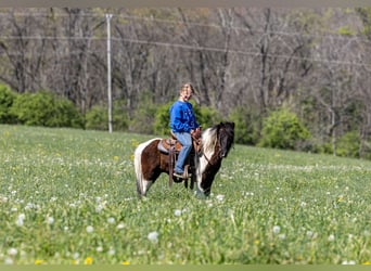 Más ponis/caballos pequeños, Caballo castrado, 4 años, 107 cm, Pío
