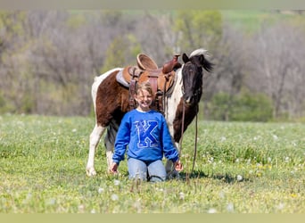 Más ponis/caballos pequeños, Caballo castrado, 4 años, 107 cm, Pío