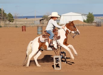 Más ponis/caballos pequeños, Caballo castrado, 4 años, 107 cm, Pío