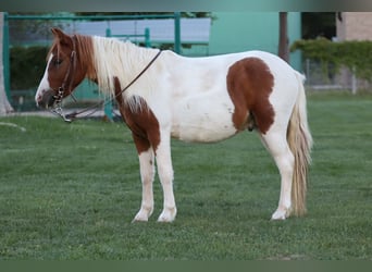 Más ponis/caballos pequeños, Caballo castrado, 4 años, 107 cm, Pío