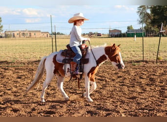 Más ponis/caballos pequeños, Caballo castrado, 4 años, 107 cm, Pío