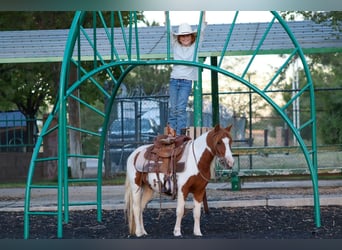 Más ponis/caballos pequeños, Caballo castrado, 4 años, 107 cm, Pío
