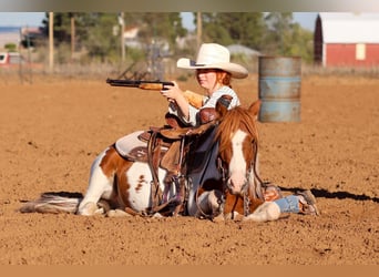 Más ponis/caballos pequeños, Caballo castrado, 4 años, 107 cm, Pío