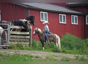 Más ponis/caballos pequeños, Caballo castrado, 4 años, 112 cm, Pío