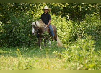 Más ponis/caballos pequeños, Caballo castrado, 4 años, 112 cm, Pío