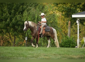 Más ponis/caballos pequeños, Caballo castrado, 4 años, 112 cm, Pío