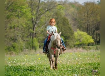 Más ponis/caballos pequeños, Caballo castrado, 4 años, 114 cm, Palomino