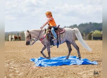 Más ponis/caballos pequeños, Caballo castrado, 4 años, 114 cm, Palomino
