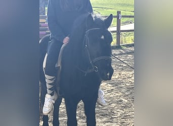 Más ponis/caballos pequeños, Caballo castrado, 4 años, 116 cm, Negro