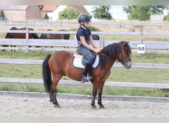 Más ponis/caballos pequeños, Caballo castrado, 4 años, 119 cm, Castaño