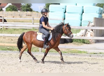 Más ponis/caballos pequeños, Caballo castrado, 4 años, 119 cm, Castaño