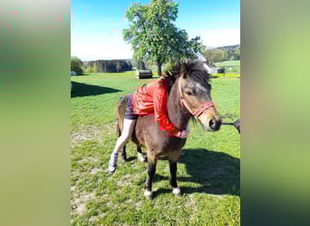 Más ponis/caballos pequeños, Caballo castrado, 4 años, 120 cm, Castaño
