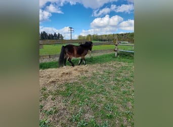 Más ponis/caballos pequeños, Caballo castrado, 4 años, 120 cm, Castaño