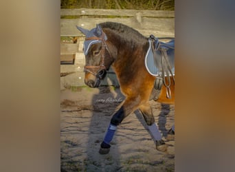 Más ponis/caballos pequeños Mestizo, Caballo castrado, 4 años, 120 cm, Castaño oscuro