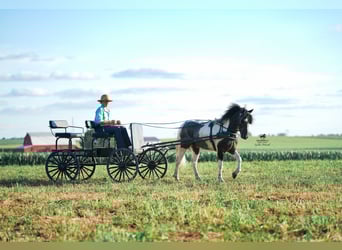 Más ponis/caballos pequeños, Caballo castrado, 4 años, 122 cm