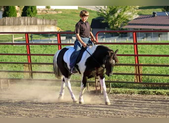 Más ponis/caballos pequeños, Caballo castrado, 4 años, 124 cm, Pío