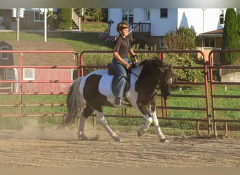 Más ponis/caballos pequeños, Caballo castrado, 4 años, 124 cm, Pío