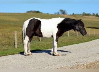 Más ponis/caballos pequeños, Caballo castrado, 4 años, 124 cm, Pío