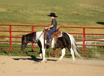 Más ponis/caballos pequeños, Caballo castrado, 4 años, 124 cm, Pío