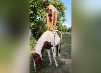 Más ponis/caballos pequeños, Caballo castrado, 4 años, 125 cm, Pío