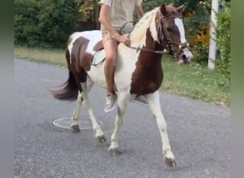 Más ponis/caballos pequeños, Caballo castrado, 4 años, 125 cm, Pío