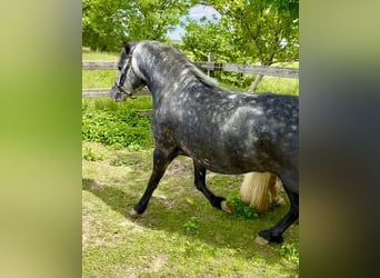 Más ponis/caballos pequeños, Caballo castrado, 4 años, 130 cm, Tordo rodado