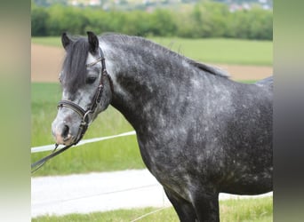 Más ponis/caballos pequeños, Caballo castrado, 4 años, 130 cm, Tordo rodado