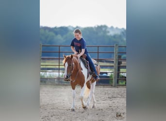Más ponis/caballos pequeños, Caballo castrado, 4 años, 132 cm, Pío