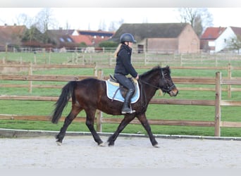 Más ponis/caballos pequeños, Caballo castrado, 4 años, 133 cm, Castaño