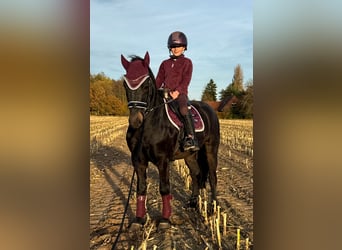 Más ponis/caballos pequeños, Caballo castrado, 4 años, 135 cm, Morcillo