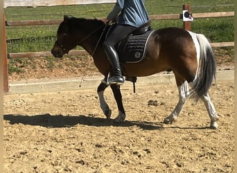 Más ponis/caballos pequeños, Caballo castrado, 4 años, 135 cm, Pío