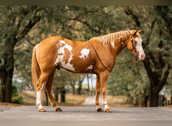 Más ponis/caballos pequeños, Caballo castrado, 4 años, 137 cm, Pío