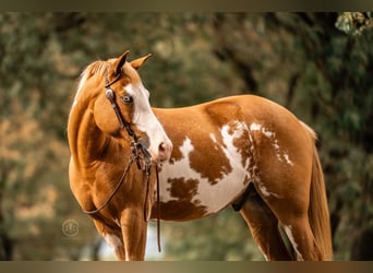 Más ponis/caballos pequeños, Caballo castrado, 4 años, 137 cm, Pío