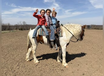 Más ponis/caballos pequeños, Caballo castrado, 4 años, 137 cm, Pío