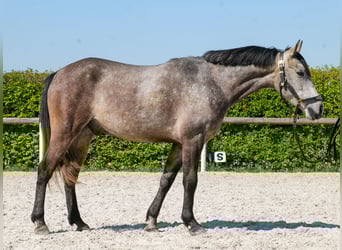 Más ponis/caballos pequeños, Caballo castrado, 4 años, 138 cm, Tordo