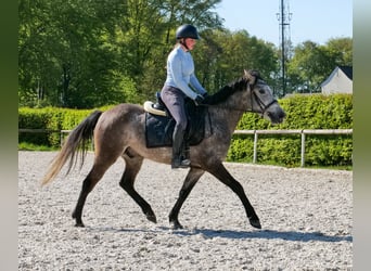 Más ponis/caballos pequeños, Caballo castrado, 4 años, 138 cm, Tordo
