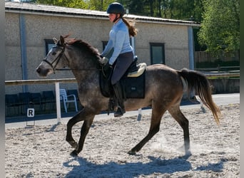 Más ponis/caballos pequeños, Caballo castrado, 4 años, 138 cm, Tordo