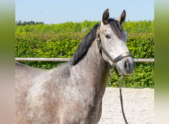 Más ponis/caballos pequeños, Caballo castrado, 4 años, 138 cm, Tordo