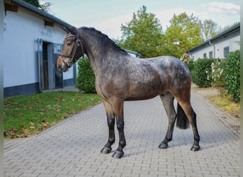 Más ponis/caballos pequeños, Caballo castrado, 4 años, 140 cm