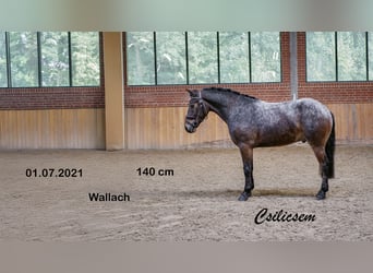 Más ponis/caballos pequeños, Caballo castrado, 4 años, 140 cm
