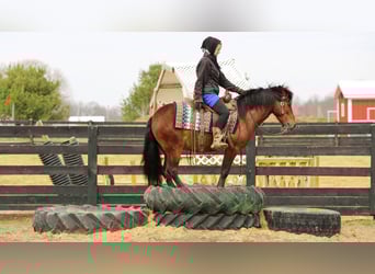 Más ponis/caballos pequeños, Caballo castrado, 4 años, 140 cm, Castaño rojizo