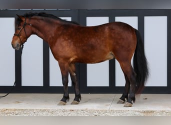 Más ponis/caballos pequeños, Caballo castrado, 4 años, 140 cm, Castaño rojizo